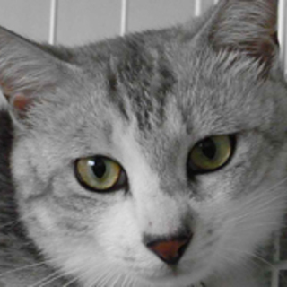 しま、遠慮深い子