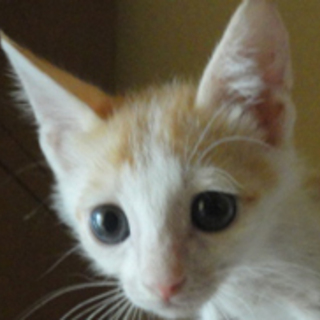 げんき、小さなワンパク坊主