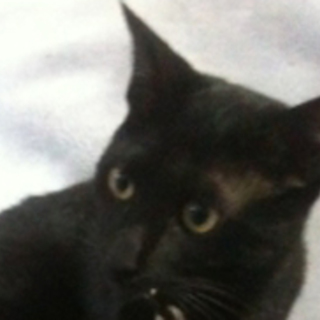 カイト、真っ黒な美猫