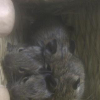 ☆デグーベイビー☆10月15日生☆