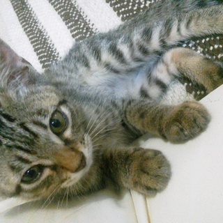 まっすぐしっぽの綺麗なキジトラちゃん