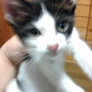 わんぱく娘をどうぞヨロシク