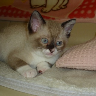 もらってください