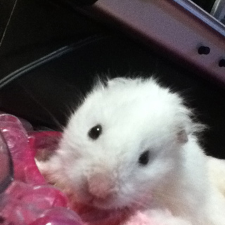 里親決まりました