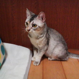 見つかりました