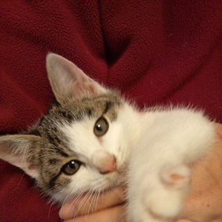 里親が見つかりました。