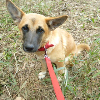 里親さま募集してます