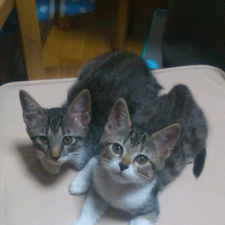 緊急！大切に暮らしてくださる里親さん探してます