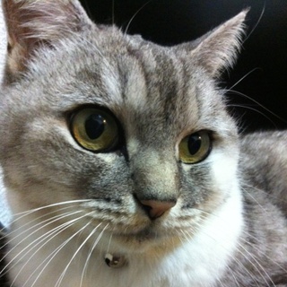 成猫の里親様募集です