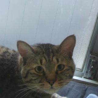 よろしくお願いします。