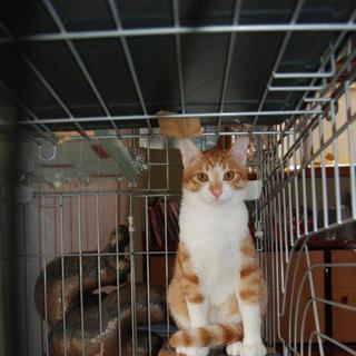 子猫の家族募集！！