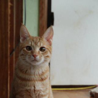 子猫の家族募集！！！