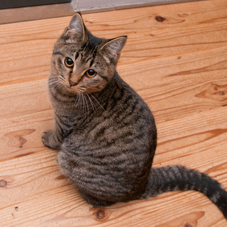 【譲渡対象地域:中国・近畿・東海・関東】保護猫ピン子ちゃん飼い主さん募集！