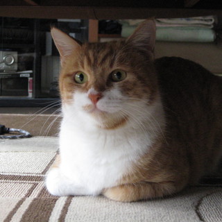 ありがとうございました