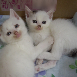 もうすぐ２ヶ月の仔猫ちゃんです♪