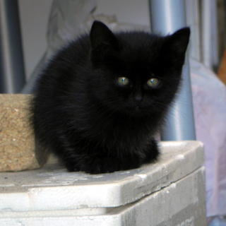 ありがとうございました