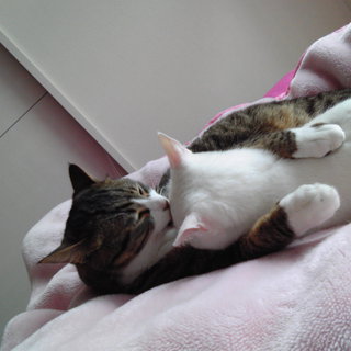 キジ猫ちゃんの里親になってください！！