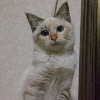 船橋市【シャム系ミックス・美人姫】5カ月位