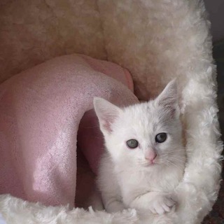 里親が決りました。