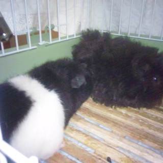 モルモットの里親さん募集中
