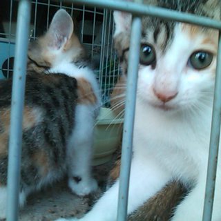 岐阜県から子猫２匹(♂♀)