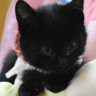 黒猫　子猫里親募集