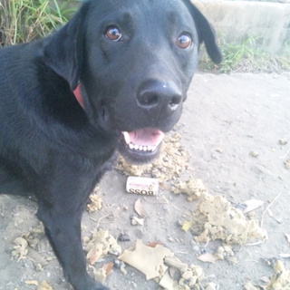 新しい家族探してます。