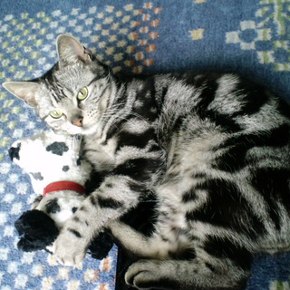 アメショーと思われるライト君の里親になってください。