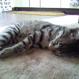 しましま模様の甘えんぼな猫ちゃんです♪