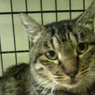 おっとりだけど甘えん坊　わたる君