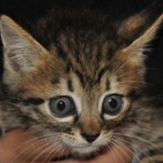 まん丸おメメ　こうめとひめ