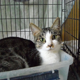 里親さん決まりました