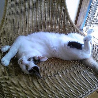 成猫の里親さんになってくれる方を探しています