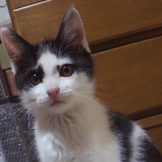 里親が見つかりました！