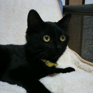 おとなしい甘えっ子の男の子