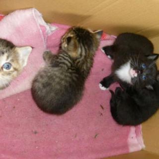 里親がきまりました