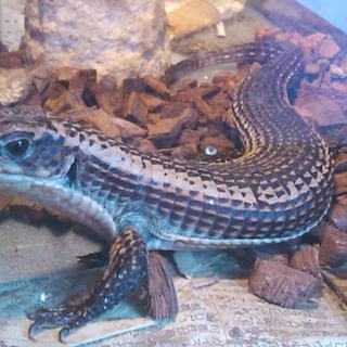 オニプレートトカゲ里親さん募集