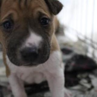 子犬のもらい手募集中！