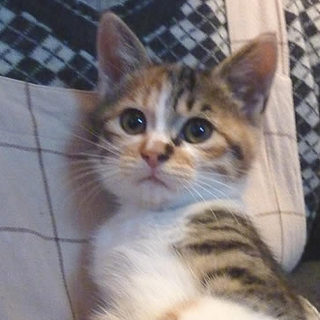 一旦募集を終了させて頂きます