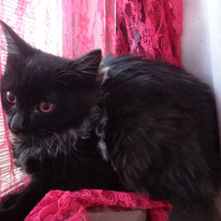 推定生後３ヶ月半くらいの男の子