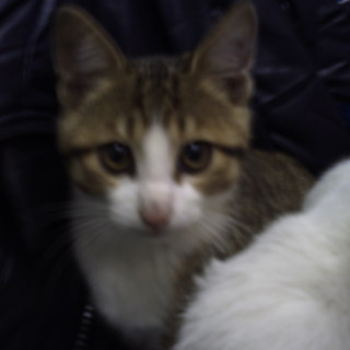 生後３ヶ月　人なれしてます。