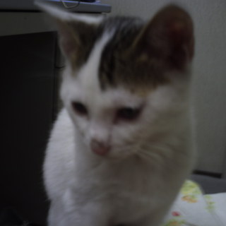 生後３ヶ月　他に２匹います。