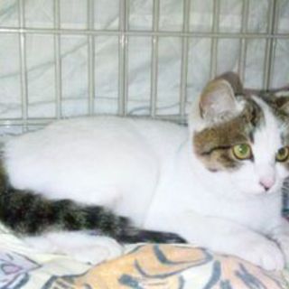 かわいそうな猫です