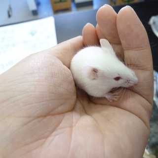 ハツカネズミの里親募集！！