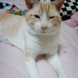 里親さん募集病気があります。