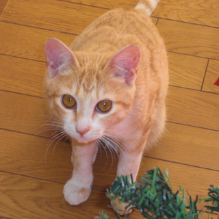 里親さま再募集！