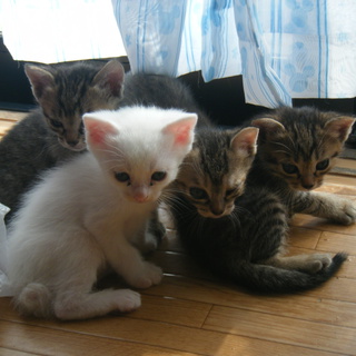 子猫もらってください
