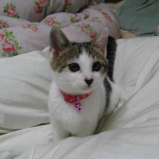 子猫を育てて頂ける方を探しています。