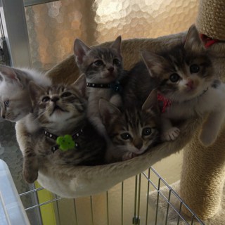 2011,10,25生＆12,1&amp;3日生の子猫の里親sama募集です