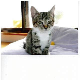 かわいい女の子です！